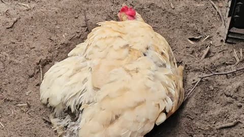 OMC! Hen is serious about her dirt bath! #hen #chicken #orpington #dirt #bathing #pets #bird #shorts