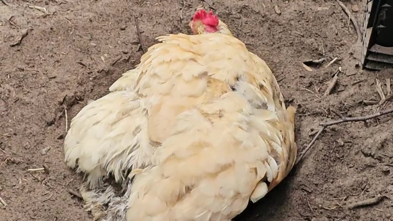 OMC! Hen is serious about her dirt bath! #hen #chicken #orpington #dirt #bathing #pets #bird #shorts