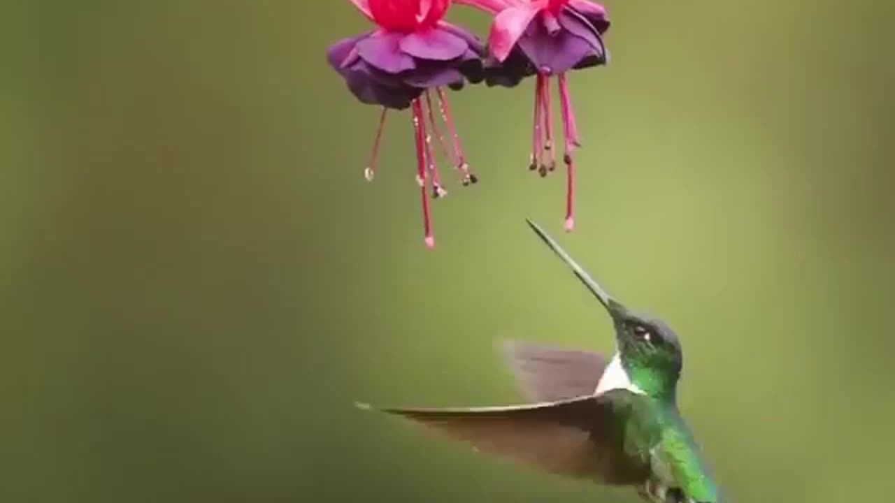 Bird Tasting The Nectar Of Flowers #shorts #shortvideo #video #virals #videoviral