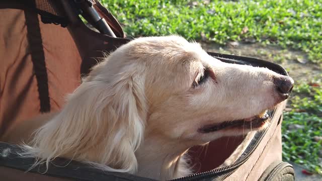 Dog In Baby Stroller