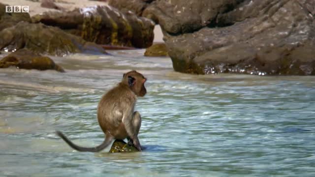 Monkeys Use Tools to Open Shells | BBC Earth