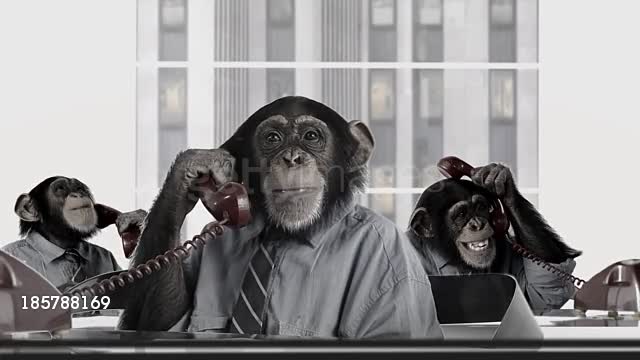 Monkey Business Service