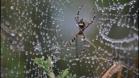 Wet Spiderweb