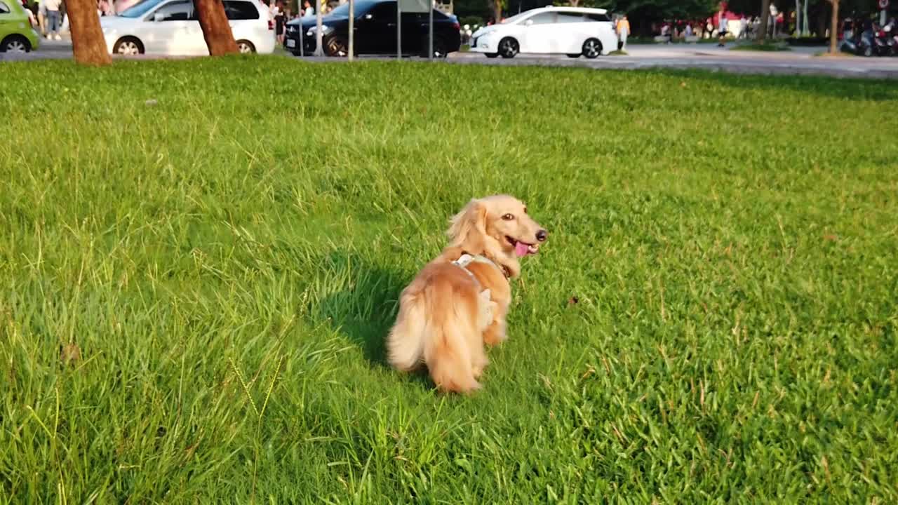 Charming Little Puppy enjoys The Summer Sunlight In The Park!