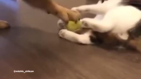 Funniest cat and dog video