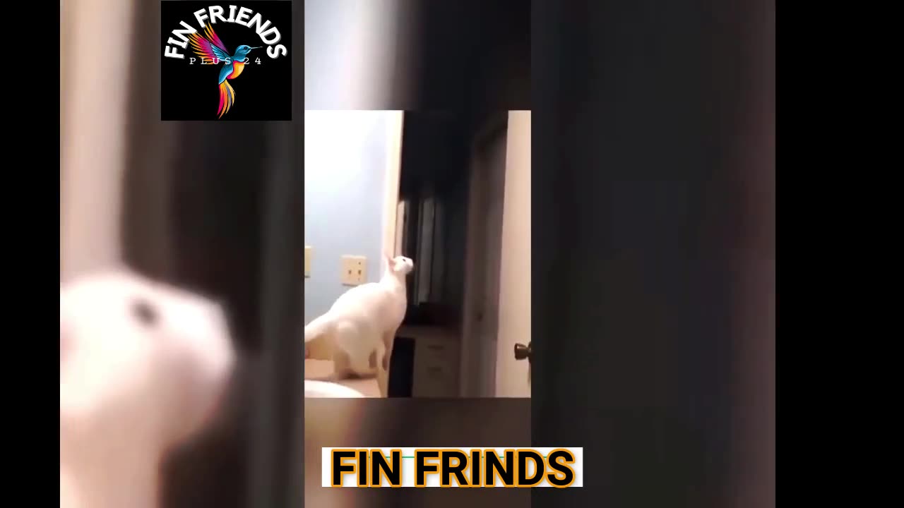 Funny animal videos|Cute animal videos |Funny dog&cat videos| best 2024