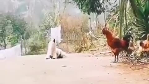 Dog funny video Cock