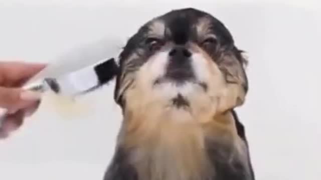 Funny dogs