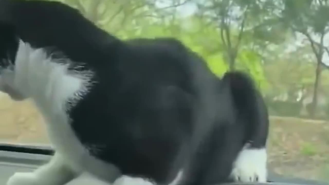 "Pet Shenanigans: Cats and Dogs Unleashed!"