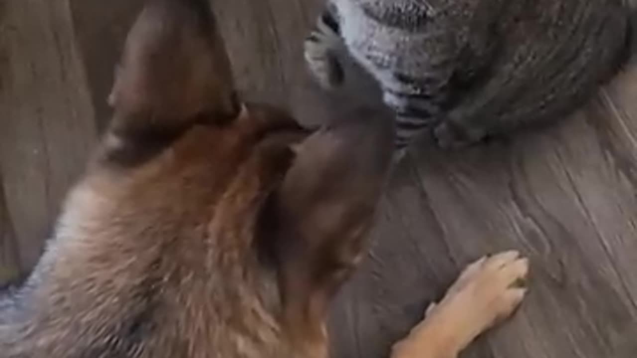 Funny cat and dog fights