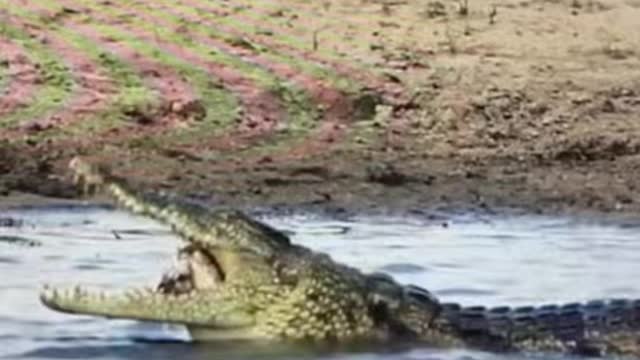 What is the alligator 🐊 eating