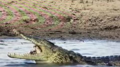 What is the alligator 🐊 eating