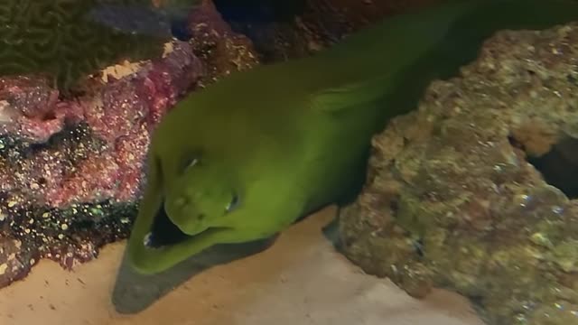 moray fish