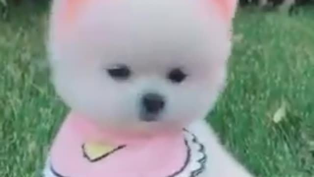 Cute little puppy Act in Funniest ways Look very awesome