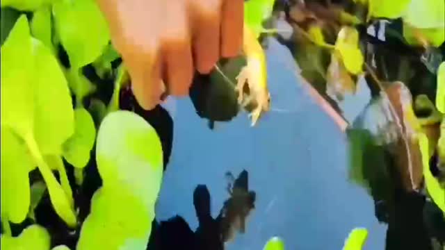 Use frogs as bait and catch fish by hand.