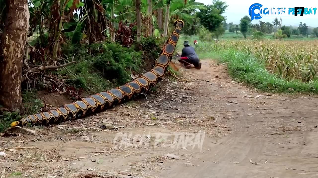 🤣Best funny videos😂. If you enjoy this plz like and scuscribe