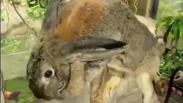Huge big rabbit.