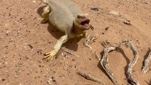 Watch Strange Gecko And His Reaction