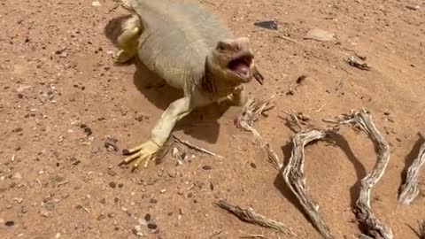 Watch Strange Gecko And His Reaction