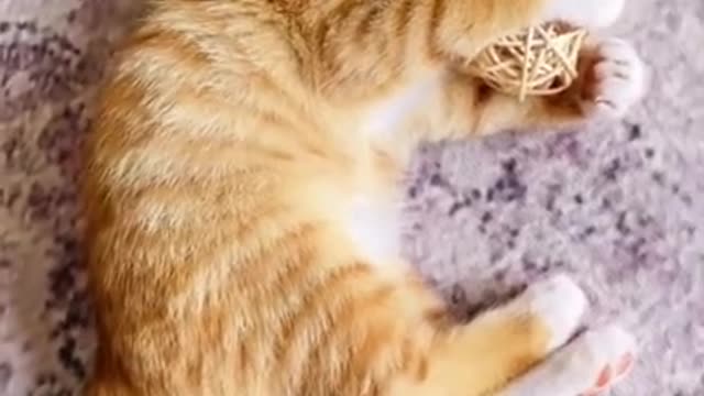 Funniest Cat Videos That Will Make You Laugh - Funny Cats and Dogs Videos