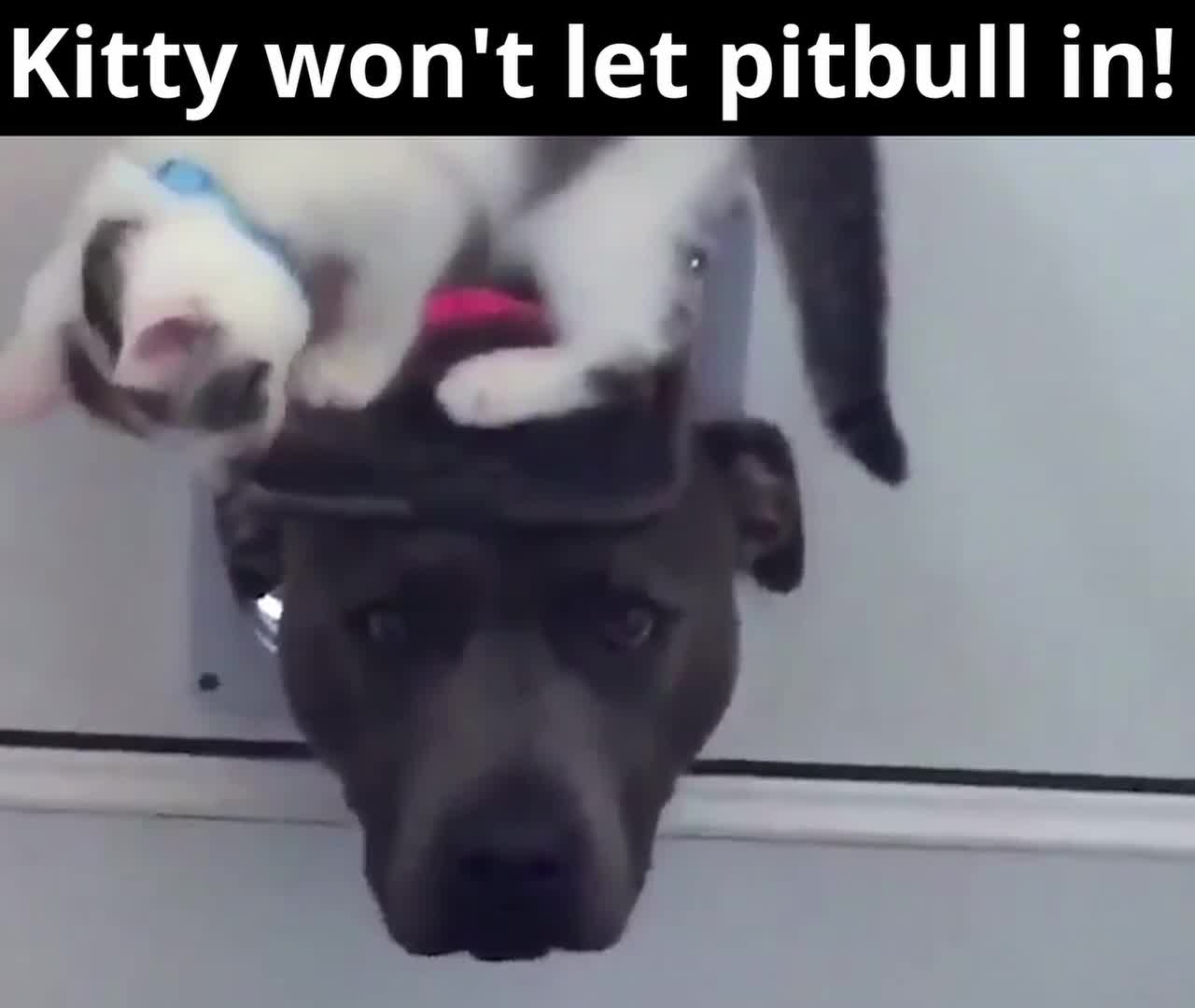 Kitty and Pitbull