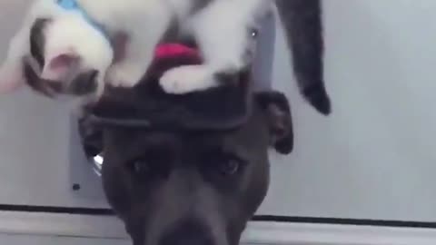 Kitty and Pitbull