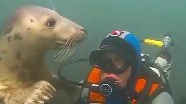 FOCA