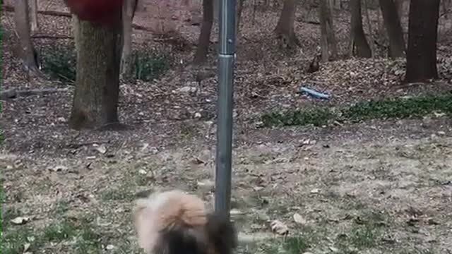 Blonde dog hits red tetherball in woods