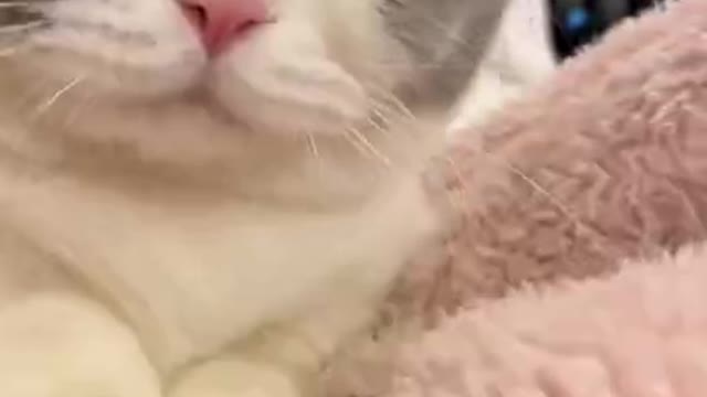 cats meowing for food