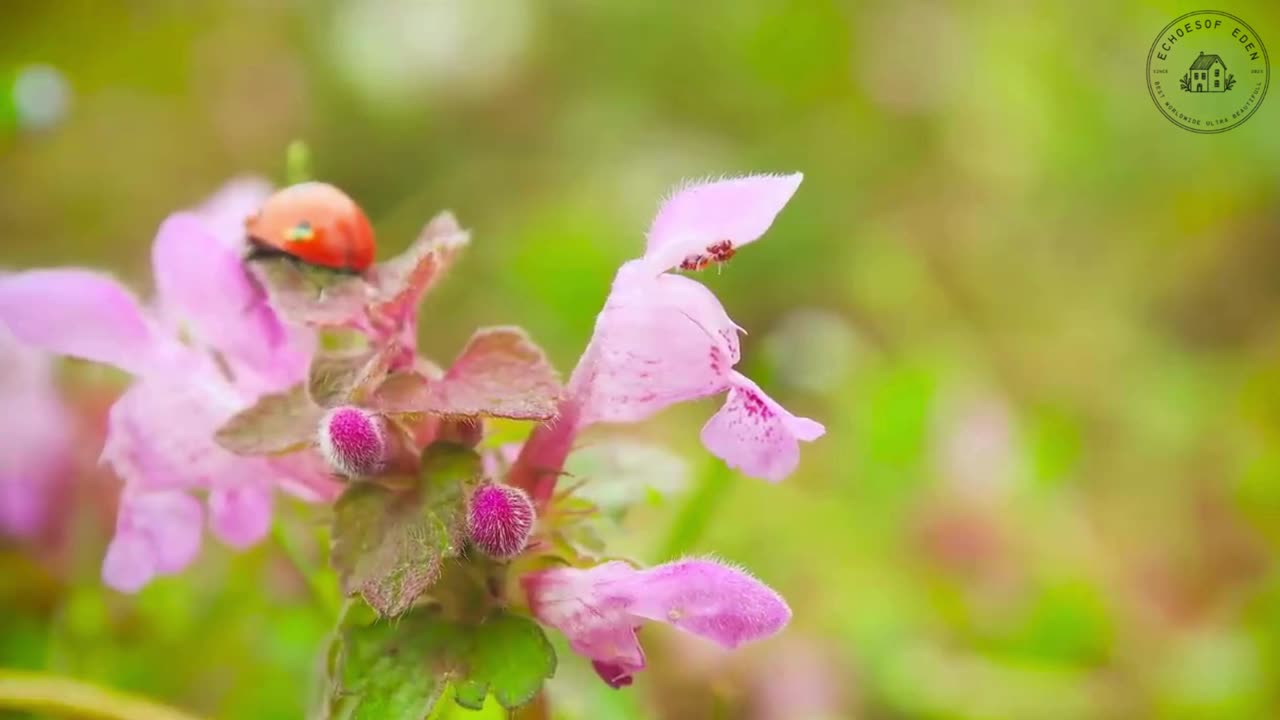 Green Serenity: A Forest Escape in 4K