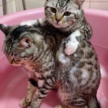 Funny cats 😻😅 #catslover #cat #catselife