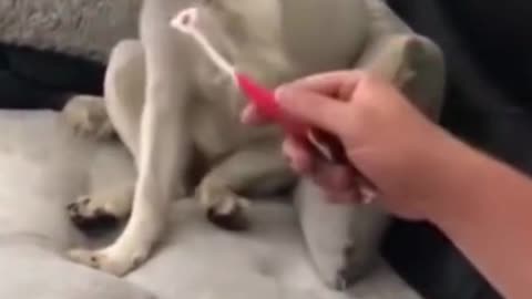 Funny puppy refuses to brush the teeth