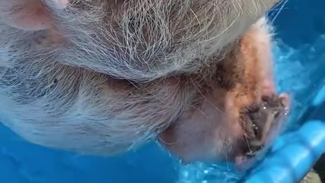 bubbles#cute#funny