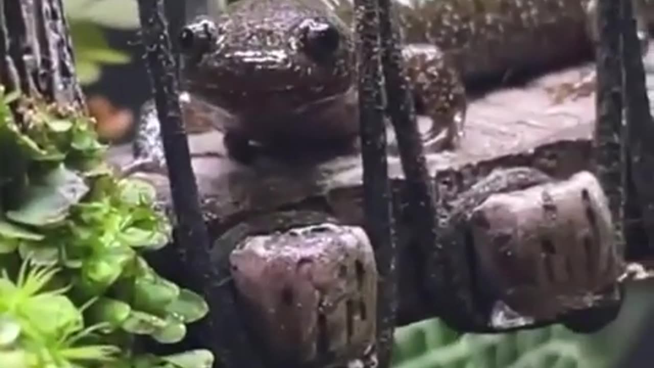 bichinhosquenosentendem - eu ganhei um peixinho
