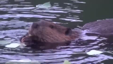 Beavers In The Water