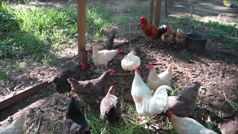 Popcorn ball in the sky keeps on turnin'... until chickens stop it.