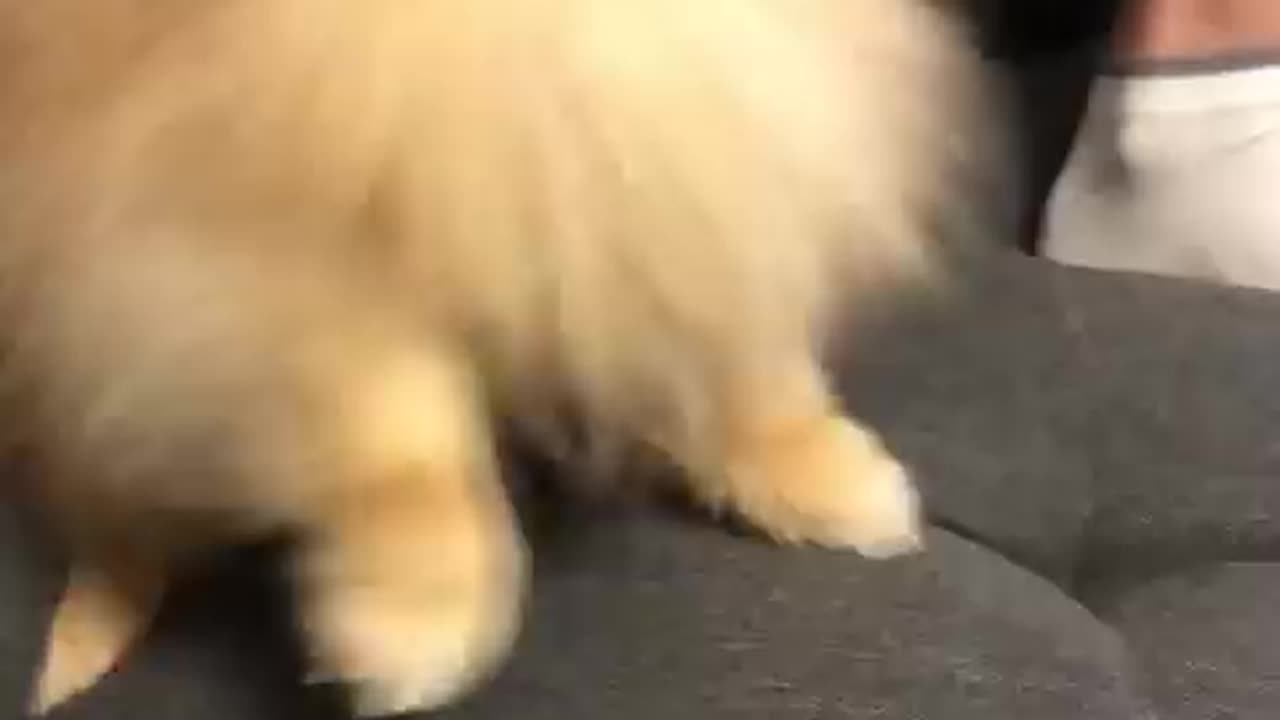 Pomeranian dog has the most hilarious sneeze #cat #cute #kitten #pets #meow #videos #shorts #dog