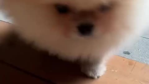 Cute white miniteacup Pomeranian puppy