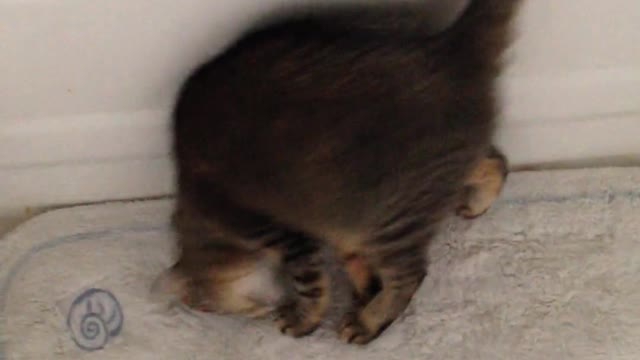 A funny active kitten