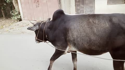 Amazing bull