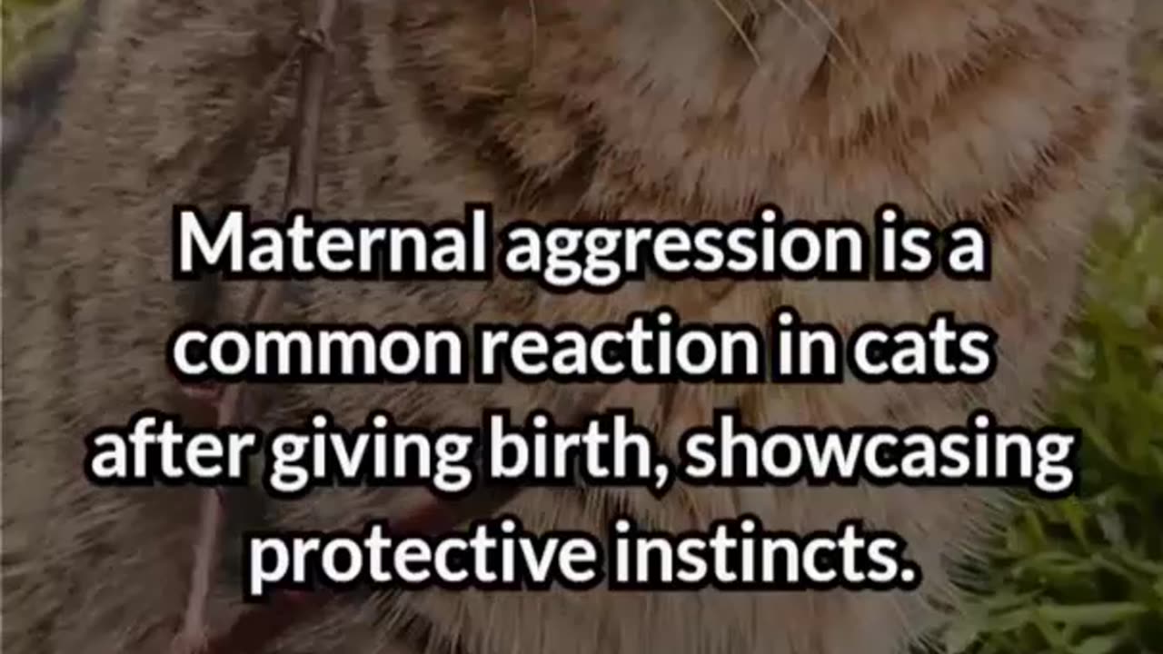 Rescue Cat Transforms from 'Aggressive' to Loving Mom in Heartwarming Story