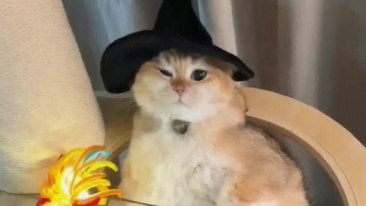 Magic kitten is here, collecting good luck