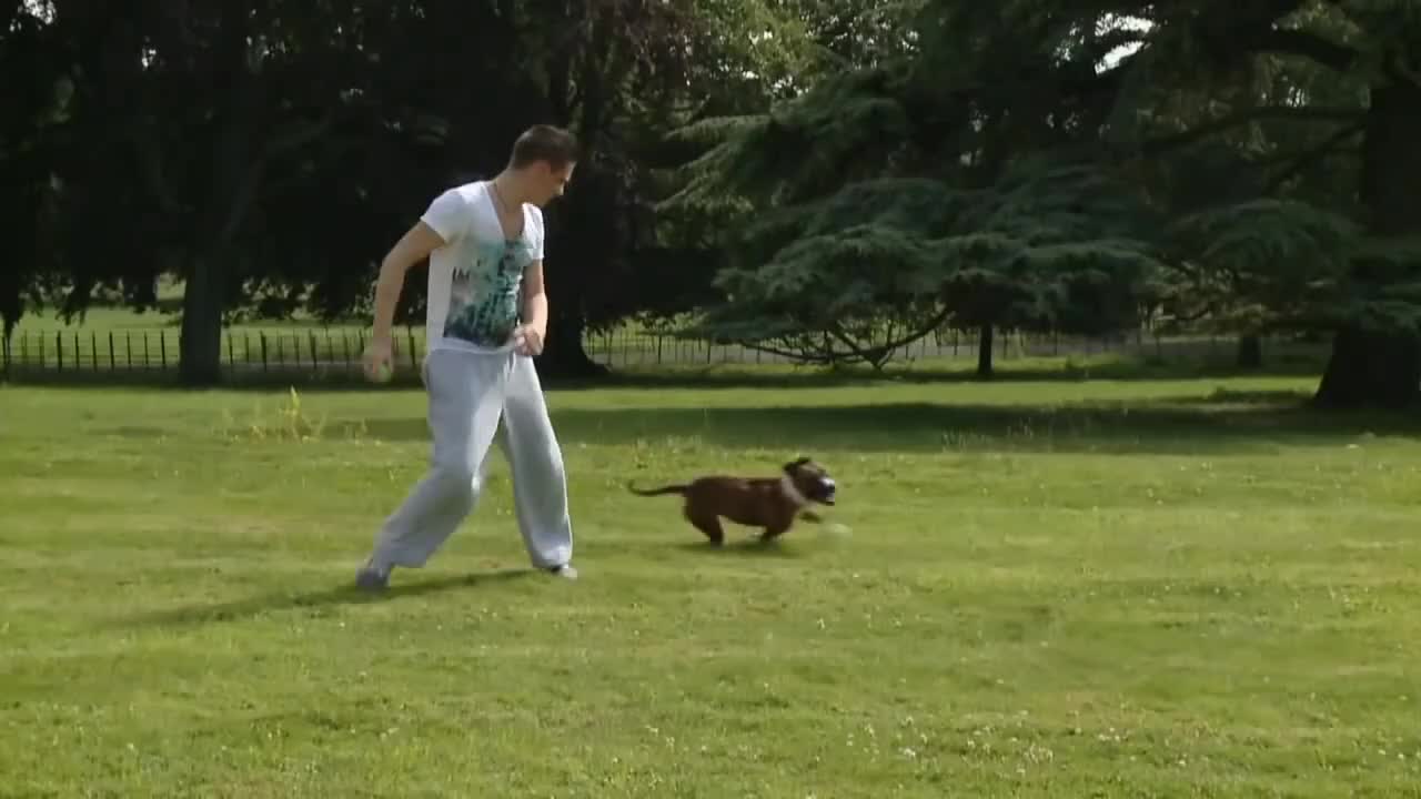 Learn How To Train Your Dog In Fun Way As They Are Trained in Dog