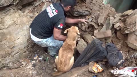 Mother dog helps rescuers dig for her buried puppies.