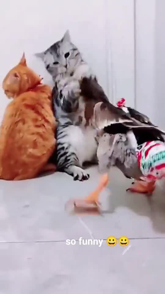 Cats and duck 🦆 very fighting #viral #shorts