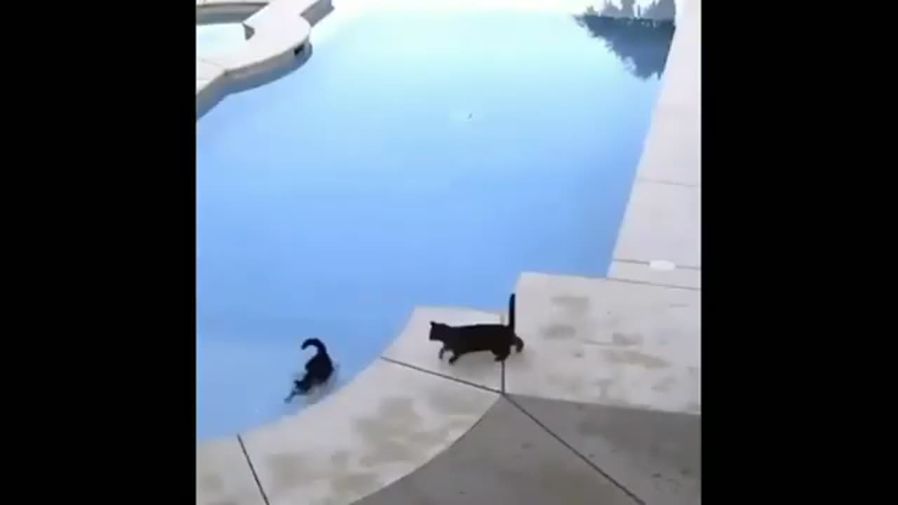 pets and animals funny moments try not to laugh #funny #comedy_2