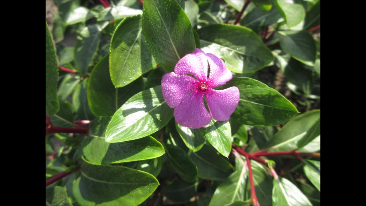 Bright Eyes Madagascar Periwinkle Sept 2021