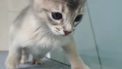 really cute cat