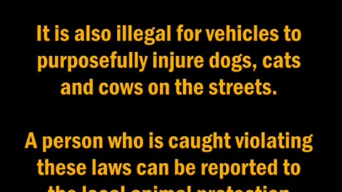 Police vehicle runs over a Dog