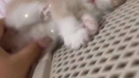 Cute Kitty playing with herself